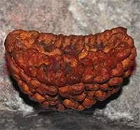 One mukhi 106- 32.2x16x19